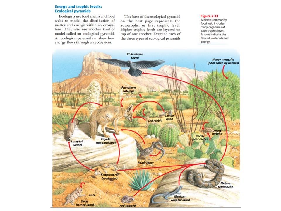 energy flow in desert ecosystem